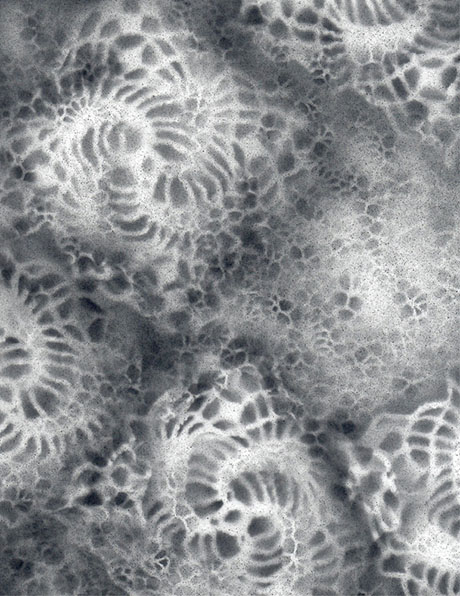 Pampliest Doily #2460 Ashley V. Blalock